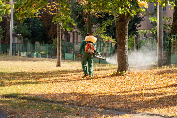 Best Flea Control Services  in Colorado City, AZ